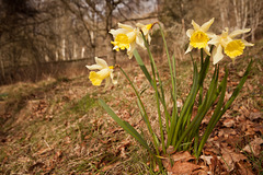 Daffodils