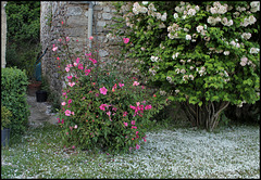 Rosa chinensis mutabilis