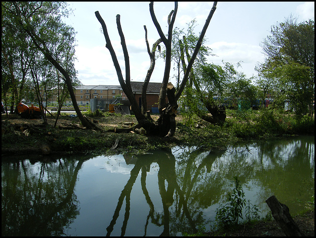 Network Rail tree clearance