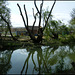 Network Rail tree clearance