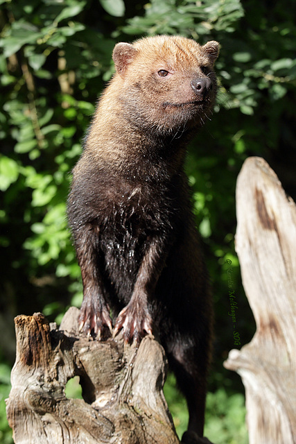 Waldhund (Wilhelma)