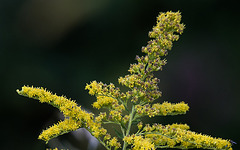 20150910 8786VRTw [D~PB] Riesen-Goldrute (Solidago gigantea), Steinhorster Becken, Delbrück