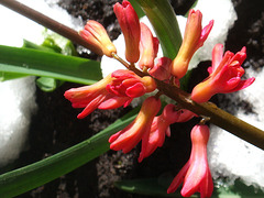 Red flower.  White snow