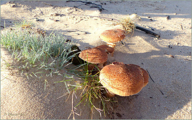 Beauties between the Sand...