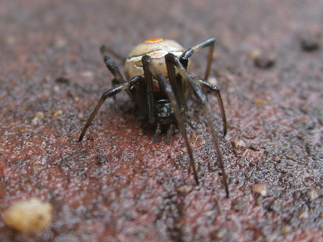 RedbackSpider 0218 3199crop RedbackSpider 0218 3199crop