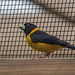 Tropical bird4