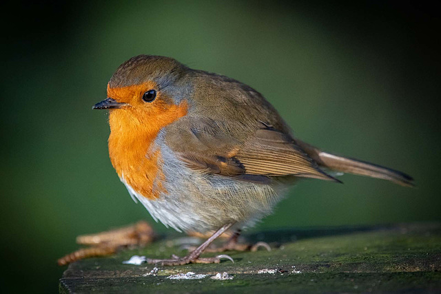 Robin