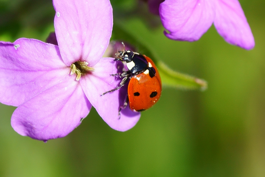 Siebenpunkt Marienkäfer auf Blüte der "Gemeinen Ochsenzunge"