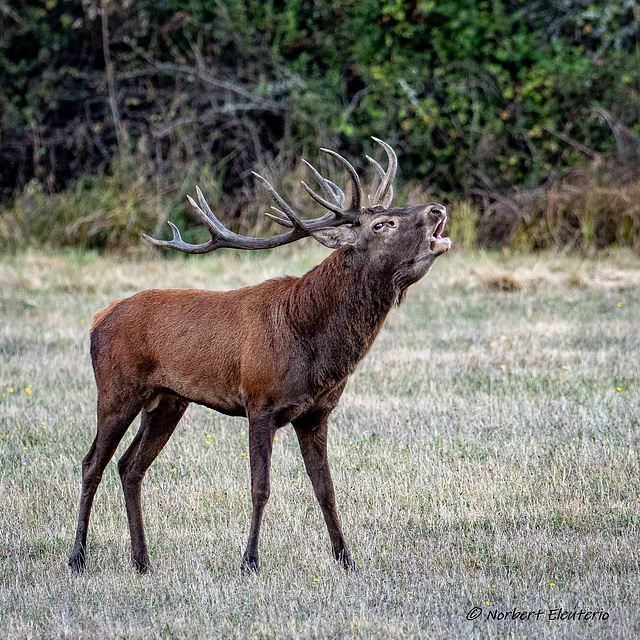 P9266045 Cerf - Brame face au Photographe Ipernity Web 01-Ipernity 1000k-75 Web 01 (light)-3