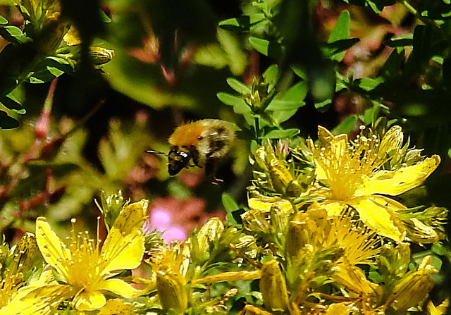 20200623 9101CPw [D~LIP] Veränderliche Hummel, Johanniskraut (Hypericum perforatum), Bad Salzuflen