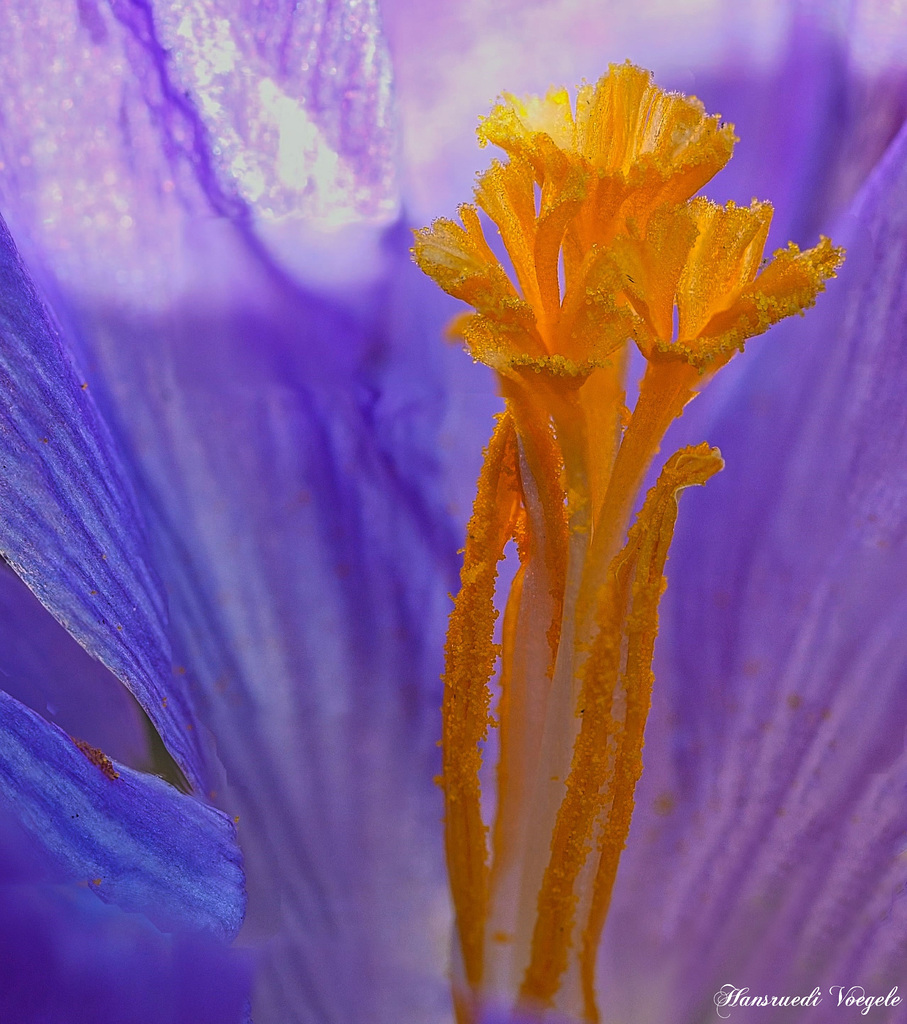 Krokusblütenstempel