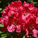 Rhododendron Festival 3