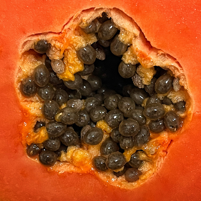 papaya 1