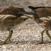Moorhen chicks