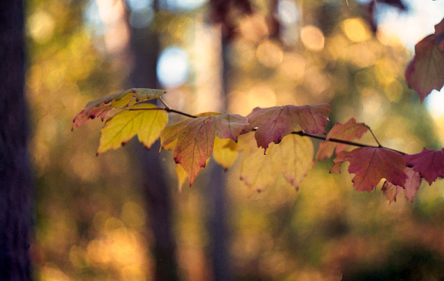 Autumn Leaves