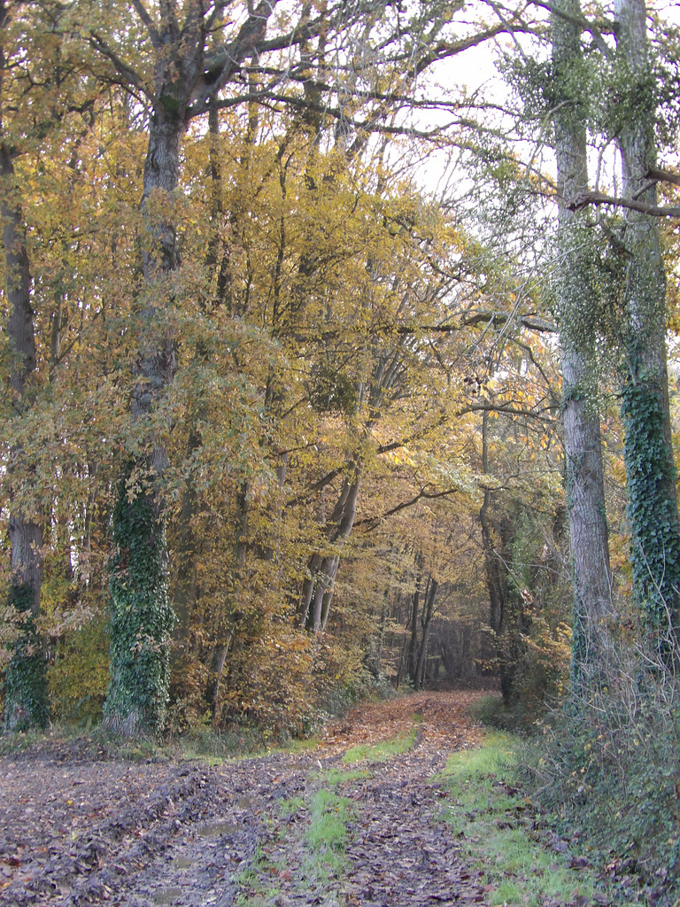 Promenade du soir , dans la campagne , en automne