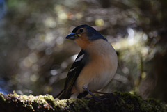Fringillidés ( pasereaux)