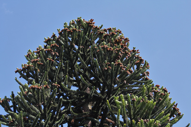 Araucaria mâle (6)