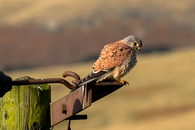 Male Kestrel