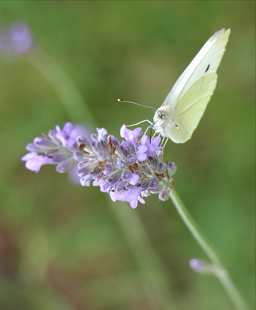 Papillon...