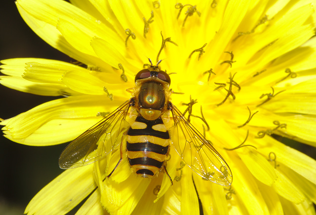 IMG 8758hoverfly