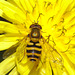 IMG 8758hoverfly