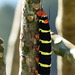 Caterpillar of Tetrio Sphinx Moth / Pseudosphinx tetrio, Tobago