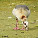 20170406 0192CPw [D~MS] Nilgans (Alopochen aegyptiaca), Rieselfelder, Münster