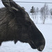 pensive moose