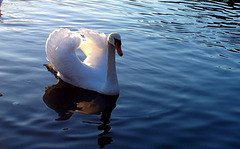 Le cygne...