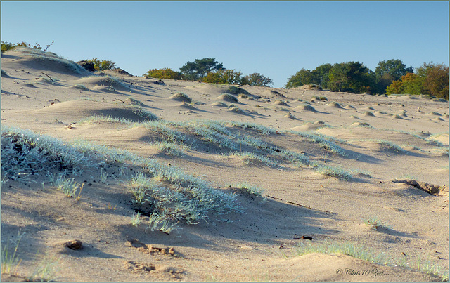 Small Dunes on a big One...