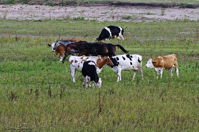 Koeien en paarden Munnikenland