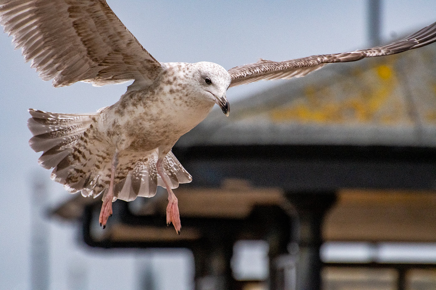 Gull in fligh