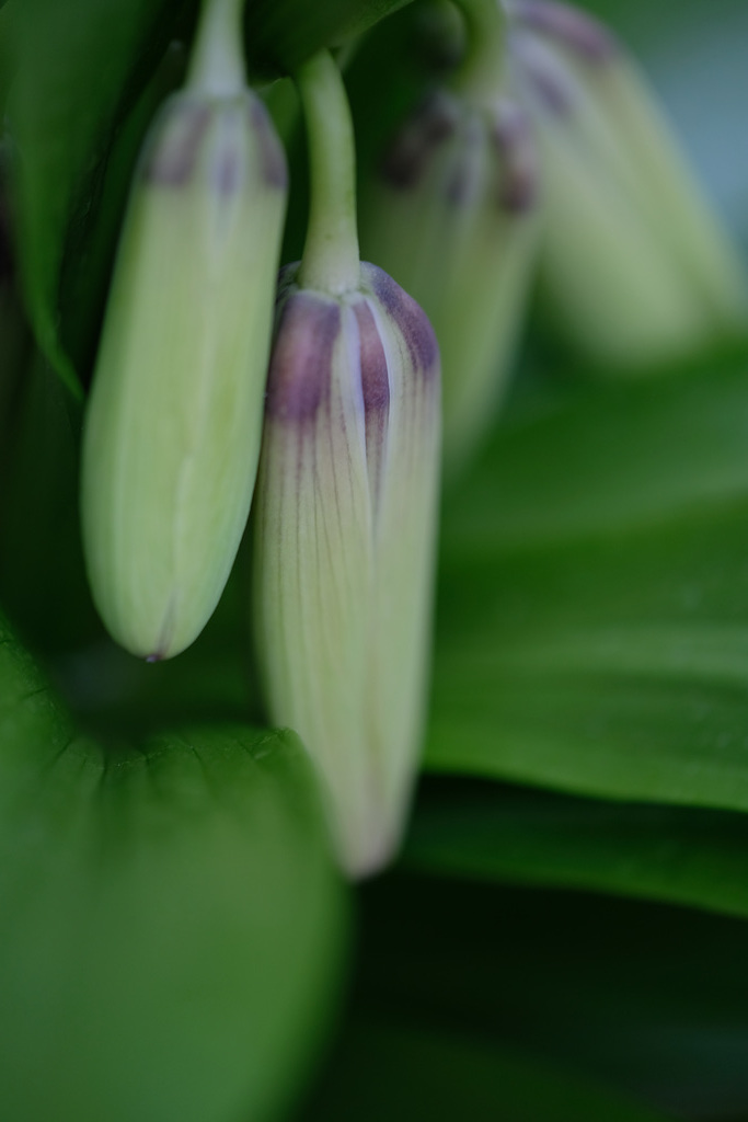DSCF2644