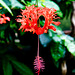 Tropical flower (1)