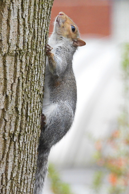 Squirrel on tree 1 Squirrel on tree 1