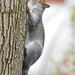 Squirrel on tree 1