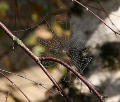 Rosée du matin