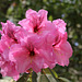 Rhododendron Festival 2
