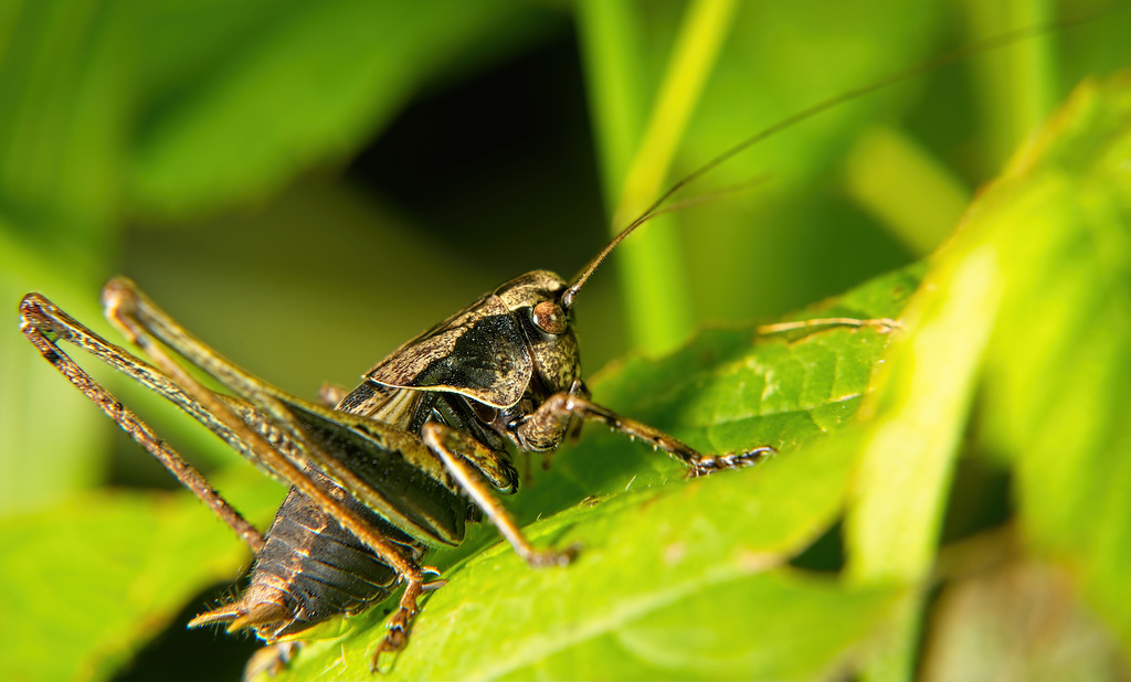 Die Gemeine Strauchschrecke (Pholidoptera griseoaptera) ist mal vorbei gesprungen :))  The bush cricket (Pholidoptera griseoaptera) jumped past :))  Le grillon des brousses (Pholidoptera griseoaptera) a sauté :))