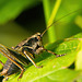 Die Gemeine Strauchschrecke (Pholidoptera griseoaptera) ist mal vorbei gesprungen :))  The bush cricket (Pholidoptera griseoaptera) jumped past :))  Le grillon des brousses (Pholidoptera griseoaptera) a sauté :))