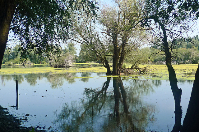 Nederland - Wageningen, Blauwe Kamer