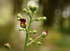 Scrophularia auriculata subsp. auriculata, erva-das-escaldadelas