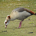 20170406 0195CPw [D~MS] Nilgans (Alopochen aegyptiaca), Rieselfelder, Münster