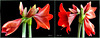 Amaryllis erblüht 4. ©UdoSm
