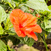 tropical flower2