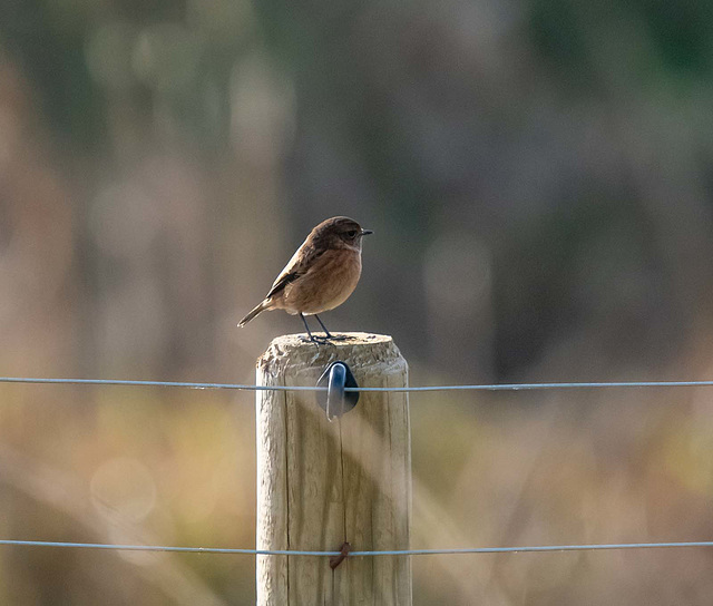 Stonechat