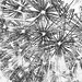 dandelion seeds 2