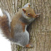 Squirrel on tree 2
