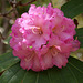 Rhododendron Festival 1